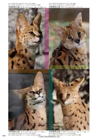 may Kemono Friends Thre Goudoushi