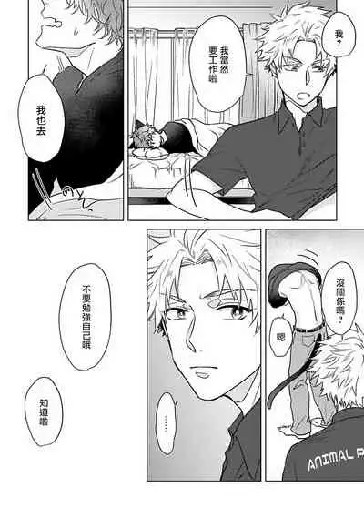 Fukurou no Koiwazurai | 猫头鹰的相思病